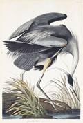 AUDUBON JOHN JAMES after HAVELL ROBERT