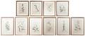 A Set of Ten Botanical Prints