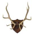 An Elk Antler Mount