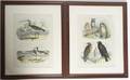 Two Decorative Ornithological Lithographs