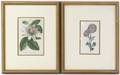 A Group of Seven Handcolored Floral Engravings