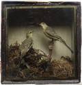 A Victorian Bird Diorama