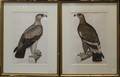 A Pair of Ornithological Prints Engelmann  Co after W Hawkins