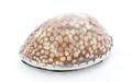 A SilverMounted Cowrie Shell Snuff Box Possibly American Early 19th Century