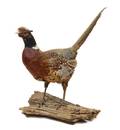 A Taxidermy Pheasant