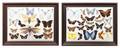 A Collection of Framed Butterfly Specimens