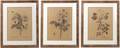 REDOUTE PIERRE JOSEPH A group of six uncolored engravings depicting roses Uniformly framed and matted