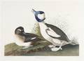 AUDUBON JOHN JAMES after HAVELL ROBERT
