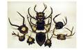 60 Twelve 12 Assorted PlaqueMounted Antlers of