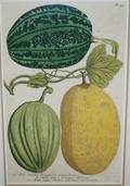 1059 Lithograph printed in color Fruit with Latin in