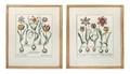 Two Hand Colored Engravings Basilius Besler