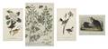 Three Hand Colored Lithographs John James Audubon