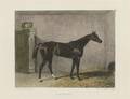 Four Handcolored Horse Engravings 19th Century