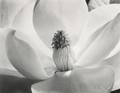 Imogen Cunningham American 18831976 Magnolia Blossom