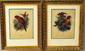 Two Framed Colored Engravings of Parrots 