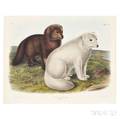 Audubon John James 17851851 Arctic Fox Plate CXXI