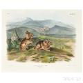 Audubon John James 17851851 Nuttalls Hare Plate XCIV
