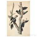 Audubon John James 17851851 Ivory Billed Woodpecker Plate LXVI