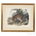Audubon John James 17851851 Common American Wild Cat Plate I