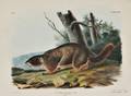 Audubon John James 17851851 Yellowbellied Marmot Plate CXXXIV