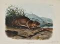 Audubon John James 17851851 The Sewellel Plate CXXIII