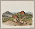 Audubon John James 17851851 Tawny Lemming Backs Lemming Plate CXX