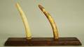 1130 TWO IVORY TUSKS