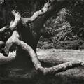 Aaron Siskind American 19031991 Marthas Vineyard