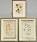 Three Framed Botanical Prints