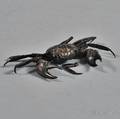 Japanese Silverplated Crab