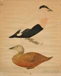 American School Early 20th Century Eiders