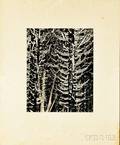 Ansel Adams American 19021984 Forest Detail Winter Yosemite National Park California