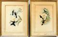 After Henry Constantine Richter and John Gould British 19th Century Pair of Hummingbird Prints Eugenes Fulgens