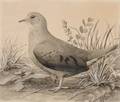 Louis Agassiz Fuertes American 18741927 Ground Dove Female