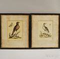 Two Framed George Edwards 16941773 Ornithological Prints