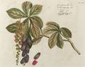 Eight Framed Handcolored Engravings of Tropical Botanicals