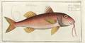 Six Framed Hand Colored Engravings of Tropical Fish