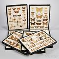 Collection of Dried Insect Specimens