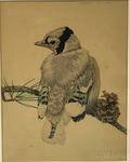 Charles Emile Heil American 18701950 Young Blue Jay with Pinecone