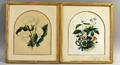 Two Framed Botanical Watercolors
