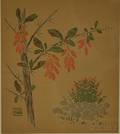 Arthur Wesley Dow American 18571922 Barberries Sketch from Nature