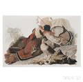 Audubon John James 17851851 Ruffed Grouse Plate 41