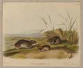 Audubon John James 17851851 Four Mouse Prints