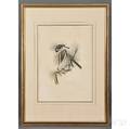 Audubon John James 17851851 Crested Titmouse Plate 39