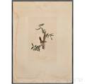 Audubon John James 17851851 Bewicks Longtailed Wren Plate 18