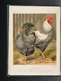 Wright Lewis fl circa 18701890 The Illustrated Book of Poultry