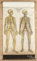 American Frohse Anatomical Chart