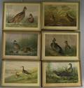Set of Six Framed Alexander Pope Birdthemed Chromolithographs