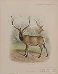 Lydekker Richard 18491915 The Deer of All Lands