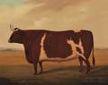 AngloAmerican School 19th Century Portrait of a Prize Ox